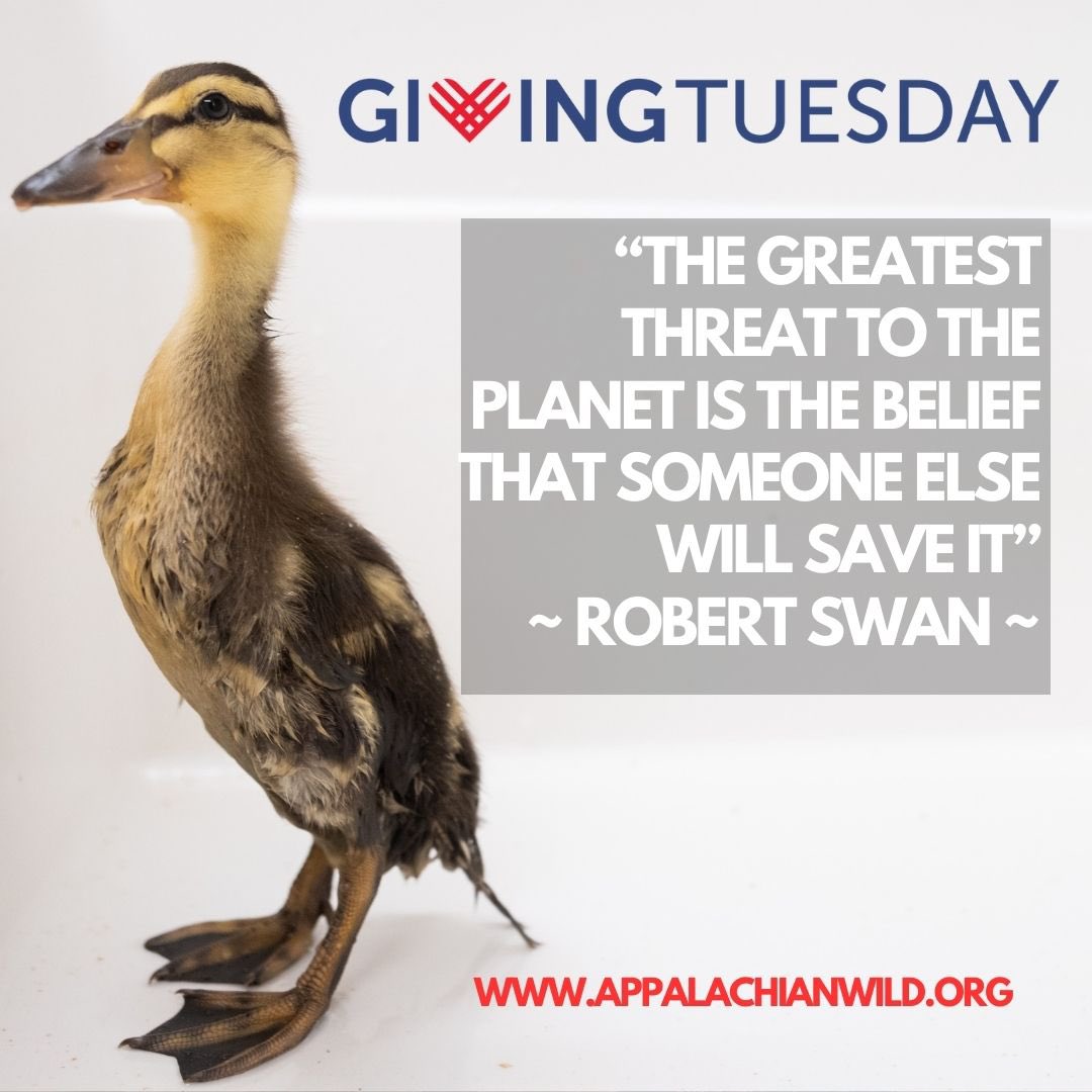 This #givingtuesday donate to Appalachian Wildlife Refuge by clicking the link below givebutter.com/2023SecondChan…