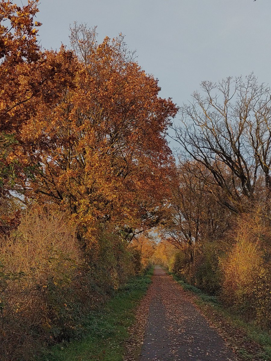 StephaneNature's tweet photo. Peaceful #Thicktrunktuesday to the world 🌳🍃🚵🍁🧑🦽🚶🍂🕊️🌞
#Trees #Forests #TreeRide #Biodiversity #ShinrinYoku #PeaceInFreedom #RussiansGoHome 👿 https://t.co/INvVb6aTGj