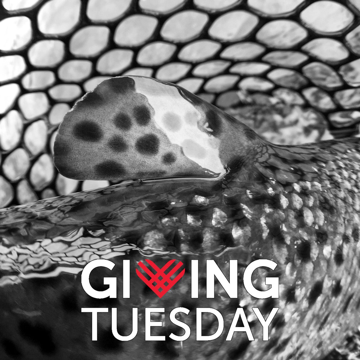 Moldy Chum tweet media