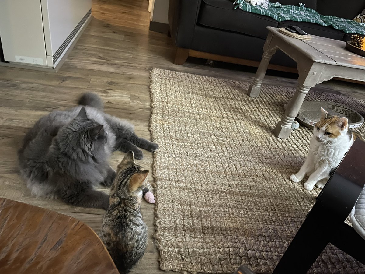 Union meeting in progress. 
Tinsel (our new kitten) is definitely running this show…it’s going to be a challenging round of bargaining with her as their Chief Negotiator 🐈🐾