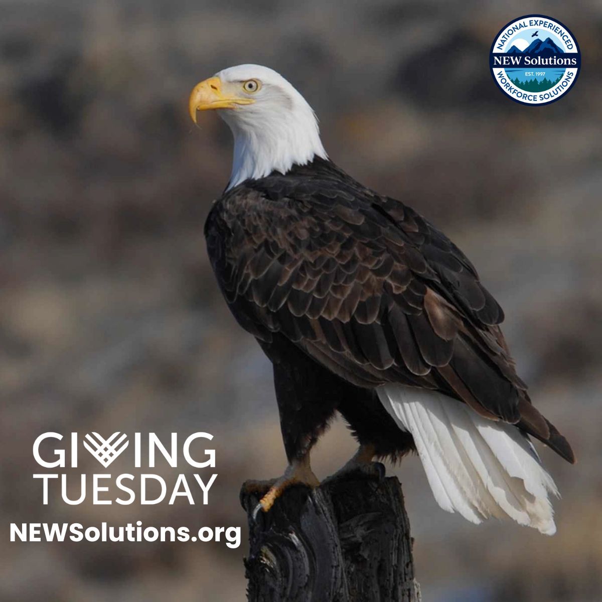 NEWSolutionsUS's tweet image. Through your generous tax-deductible contributions, we can expand our mission of providing rewarding opportunities to more experienced workers. Contribute to NEW Solutions today. buff.ly/3ARGw8V  #GivingTuesday #powerofexperience #NEWsolutions