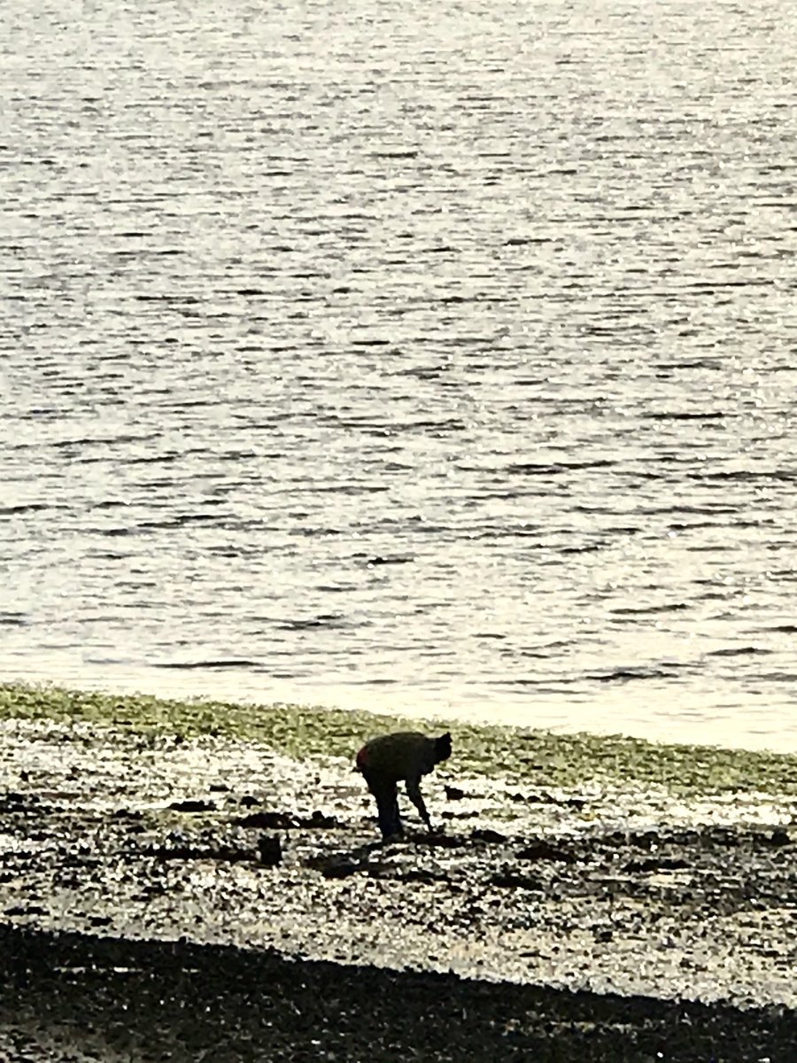 petrakios's tweet photo. #Mariscando 
Centenario, milenario....
#pachamama 
Chiloe mágico 🧙‍♂️ https://t.co/J440p3pzi1