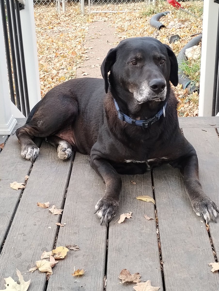 daniellecole669's tweet photo. @Maggarooo Maggie was a beautiful queen of floofs, this is my king https://t.co/MEQVhfrrDC
