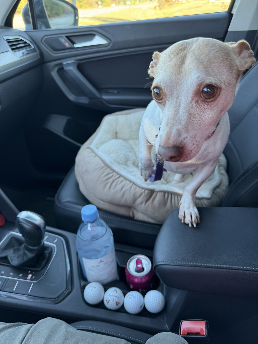 jlukedavisNC's tweet photo. Little man, Duke, had a rough week but is home from surgery and thriving. Thanks bud for making me a wad of stress this week #goodboy https://t.co/Woq4yFA41w