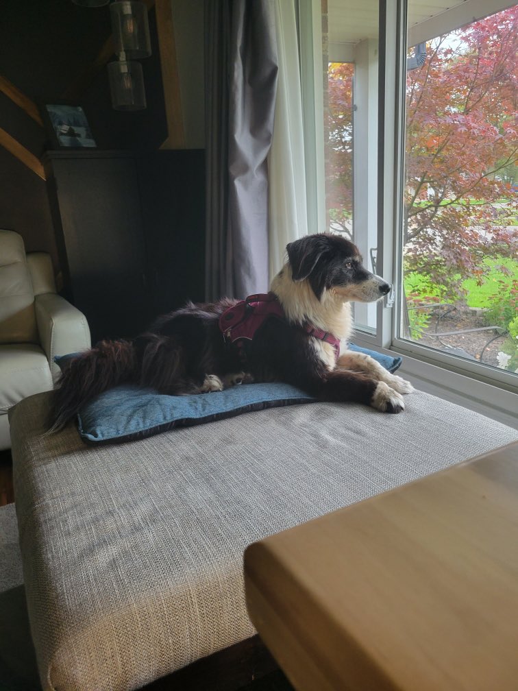 Framechik's tweet image. Happy 14th birthday to this little sweetheart Ellie ♥️