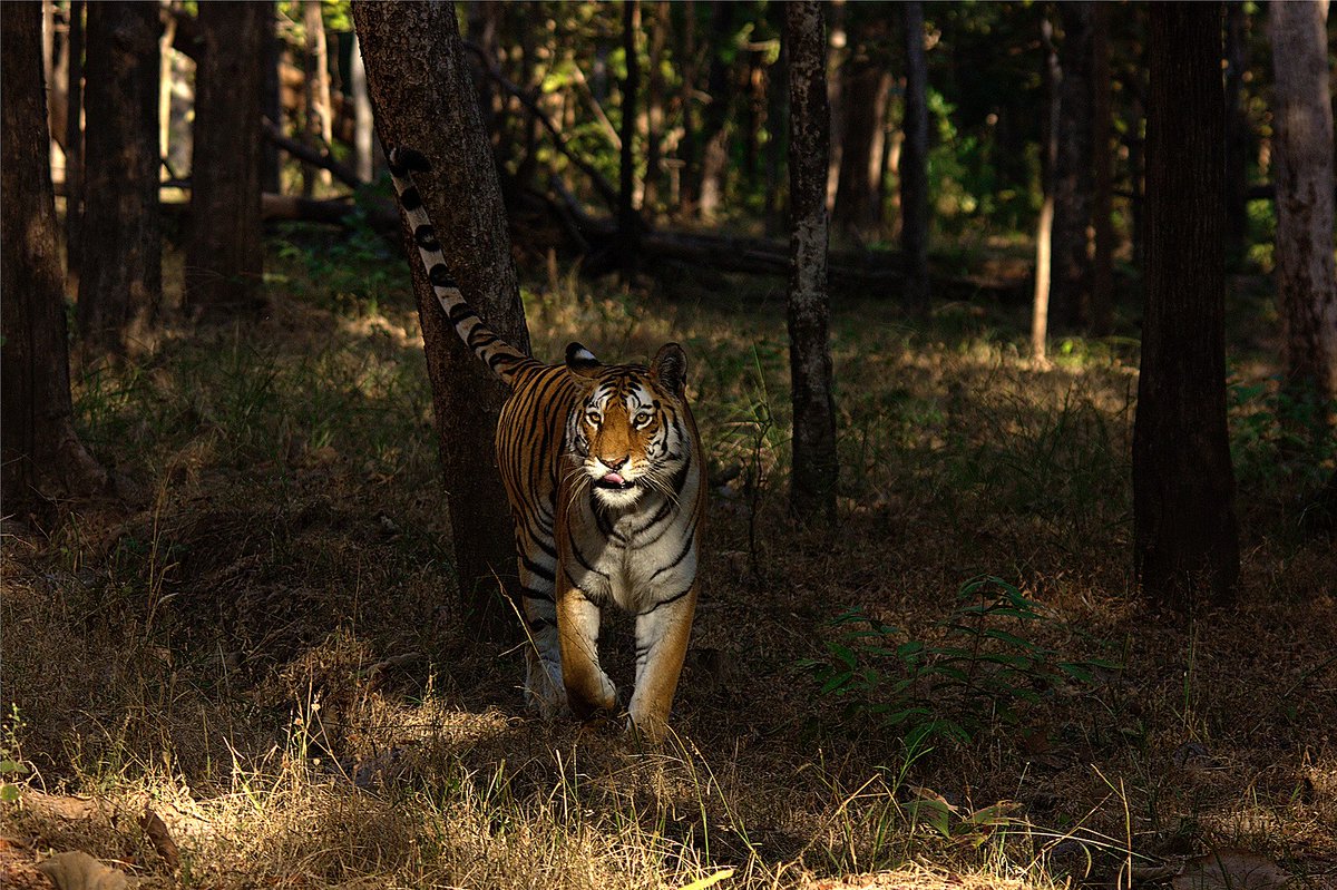 #TravelxpNews
Nation's Largest Tiger Reserve Unveiled in Madhya Pradesh

Madhya Pradesh takes a giant leap in tiger conservation with the creation of the country's largest tiger reserve in Damoh district, spanning a colossal 2,300 sq km. This ambitious initiative aims not only to