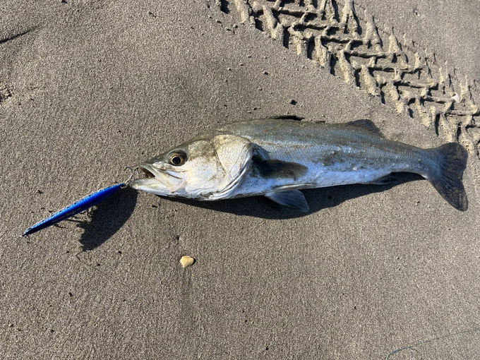 #11月も終わりだし今月釣った魚を上げる ヒラメばっか