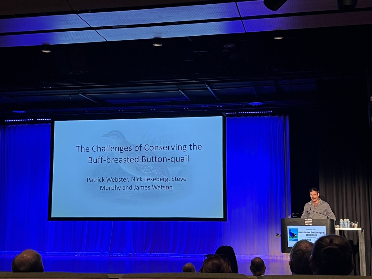 Buttonquail time! Patrick Webster from <a href="/RaresGroup/">RARES Group</a> on the buff-breasted button-quail… the only Aussie bird never photographed and with (currently) no known population. 🤔