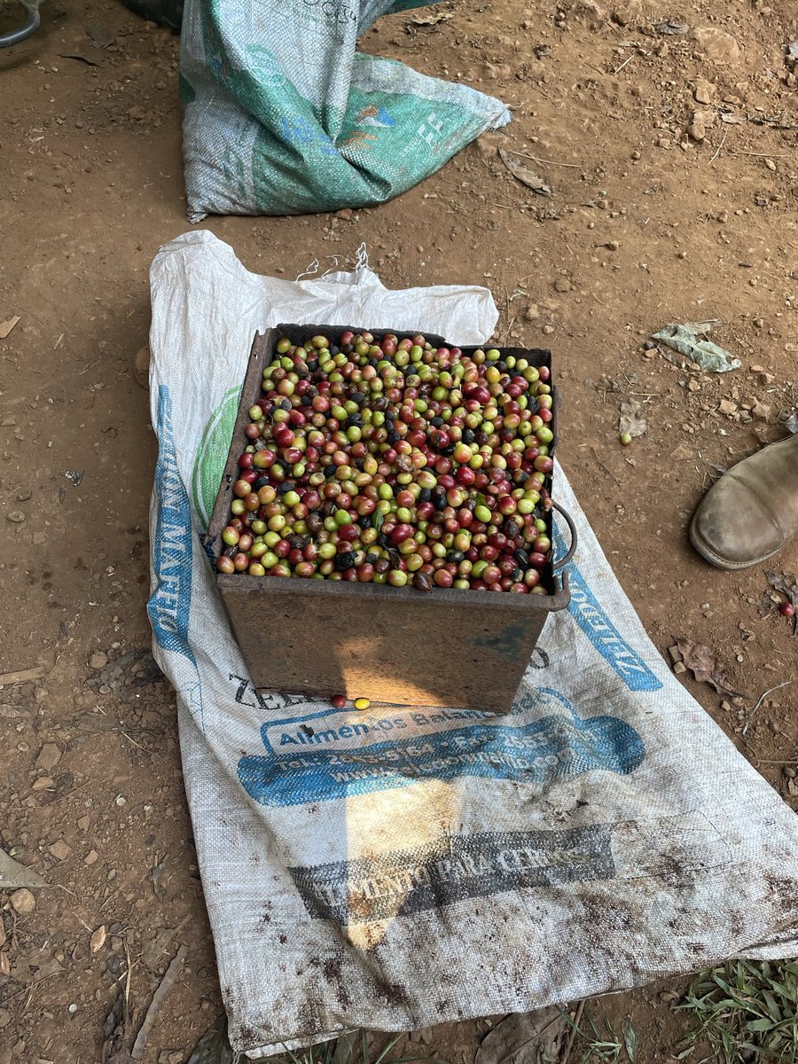 1er dia en Porvenir de Nandayure, Guanacaste, con la comunidad de la cooperativa Cerro Azul, Alianza Campesina Flora Nueva y <a href="/RHSF2/">Ressources Humaines Sans Frontières</a> . Gracias a todos por estos intercambios a propósito del café, naranjas, miel de meliponas y vanilla y su acogida! <a href="/AFD_en/">AFD_en 🇫🇷 🇪🇺</a> <a href="/FranceCR/">France au Costa Rica</a> <a href="/francediplo_ES/">Francia Diplomacia 🇫🇷🇪🇺</a>