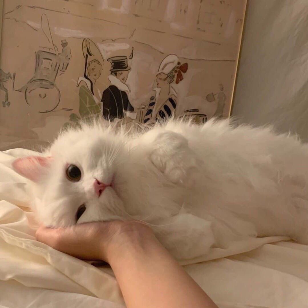 Cats Fantasy tweet media