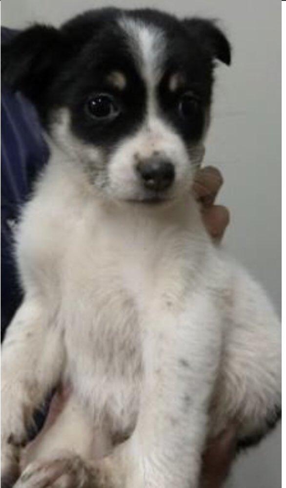 🟧香川県 東讃保健所収容情報1129🟧
野犬の仔犬が捕獲されました
生後2〜3ヶ月の女の子…この子も可愛い子です
どうか保護犬に目を向けて頂けないでしようか🙇

掲載期限：12月5日

この可愛い仔犬の命を守りたい…
家族に迎えて頂けないですか🙇　続↘︎