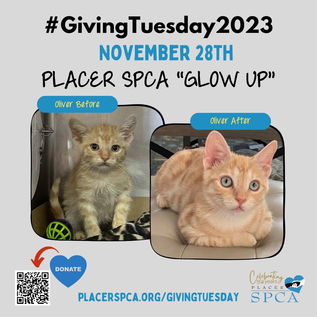 Placer SPCA tweet media