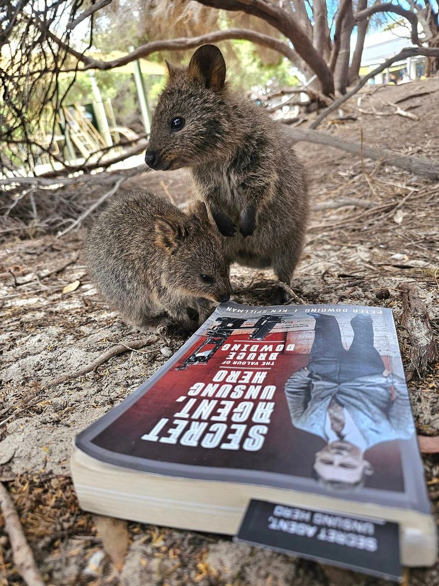 Quokkas finding Secret Agent Unsung Hero a tasty read @penswordbooks #justanotherdayinwa