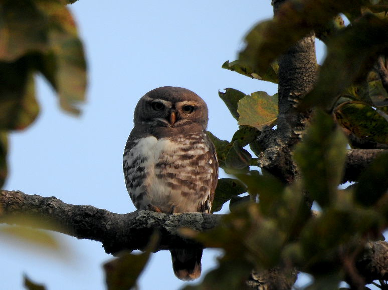 Ananda Banerjee tweet media