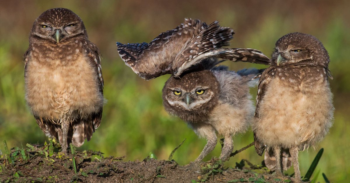propestcontrols's tweet photo. Photos of Florida’s Fight to Protect Threatened Burrowing Owls
Three juvenile burrowing owls in the early morning, one stretching out its wings.
Cape Coral, Florida, a city experiencing unprecedented grow... https://t.co/0IVnRGZypu https://t.co/XFY6C1X9TQ