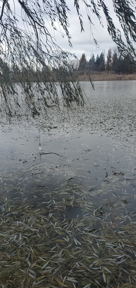 L"hiver s'en vient #montreal