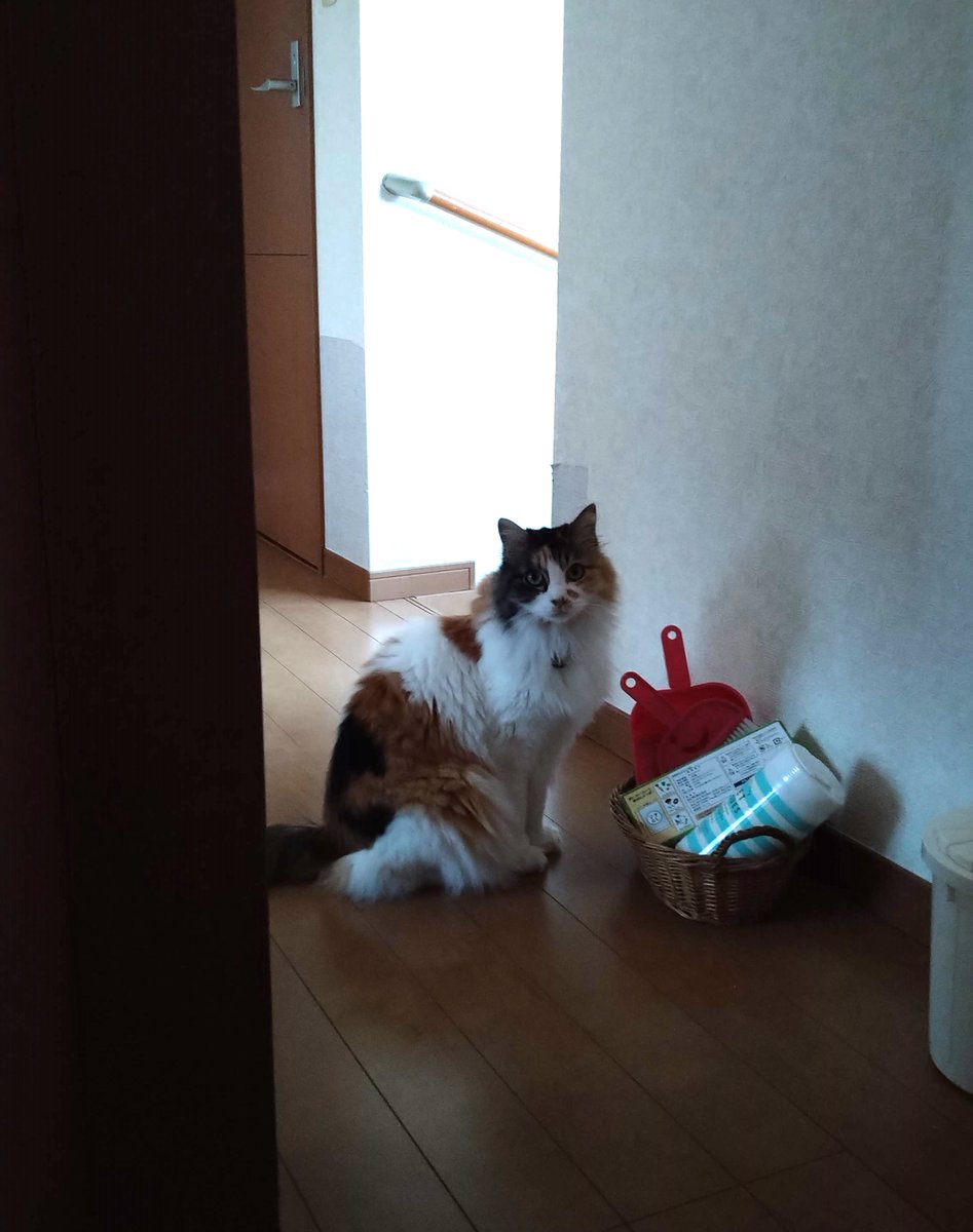 senterchoo's tweet photo. 遊んでくれ攻撃が激しくて仕事が進まないのでしばし部屋の外に追い出したら…
廊下でこんな顔してました
ちょっと暗くて見えにくいですが

#猫がいる暮らし #猫写真 https://t.co/oLEvHuiS6b