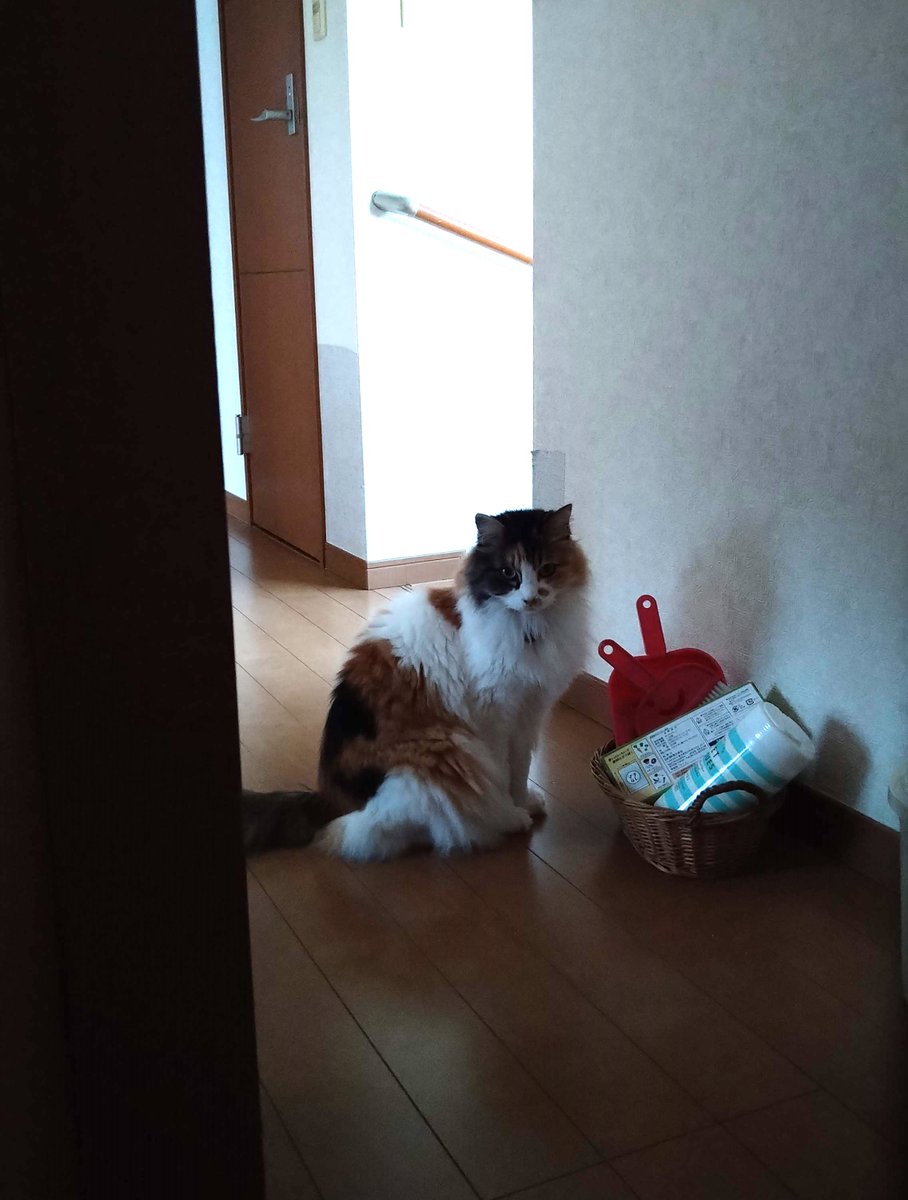 senterchoo's tweet photo. 遊んでくれ攻撃が激しくて仕事が進まないのでしばし部屋の外に追い出したら…
廊下でこんな顔してました
ちょっと暗くて見えにくいですが

#猫がいる暮らし #猫写真 https://t.co/oLEvHuiS6b