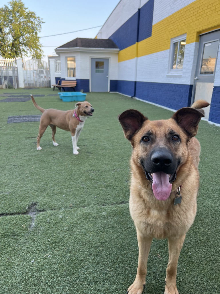 lostdogrescue's tweet photo. As the sun sets on this Giving Tuesday, we're at a crucial moment in our "Building Pawsibilities" campaign. Our goal to raise $100,000 by tonight is within reach, but we need your help.
Donate Now:  Visit https://t.co/Ikpp7q8nMx or text PAWS4LIFE to 44321 to donate today. https://t.co/bO8oQbJDy0