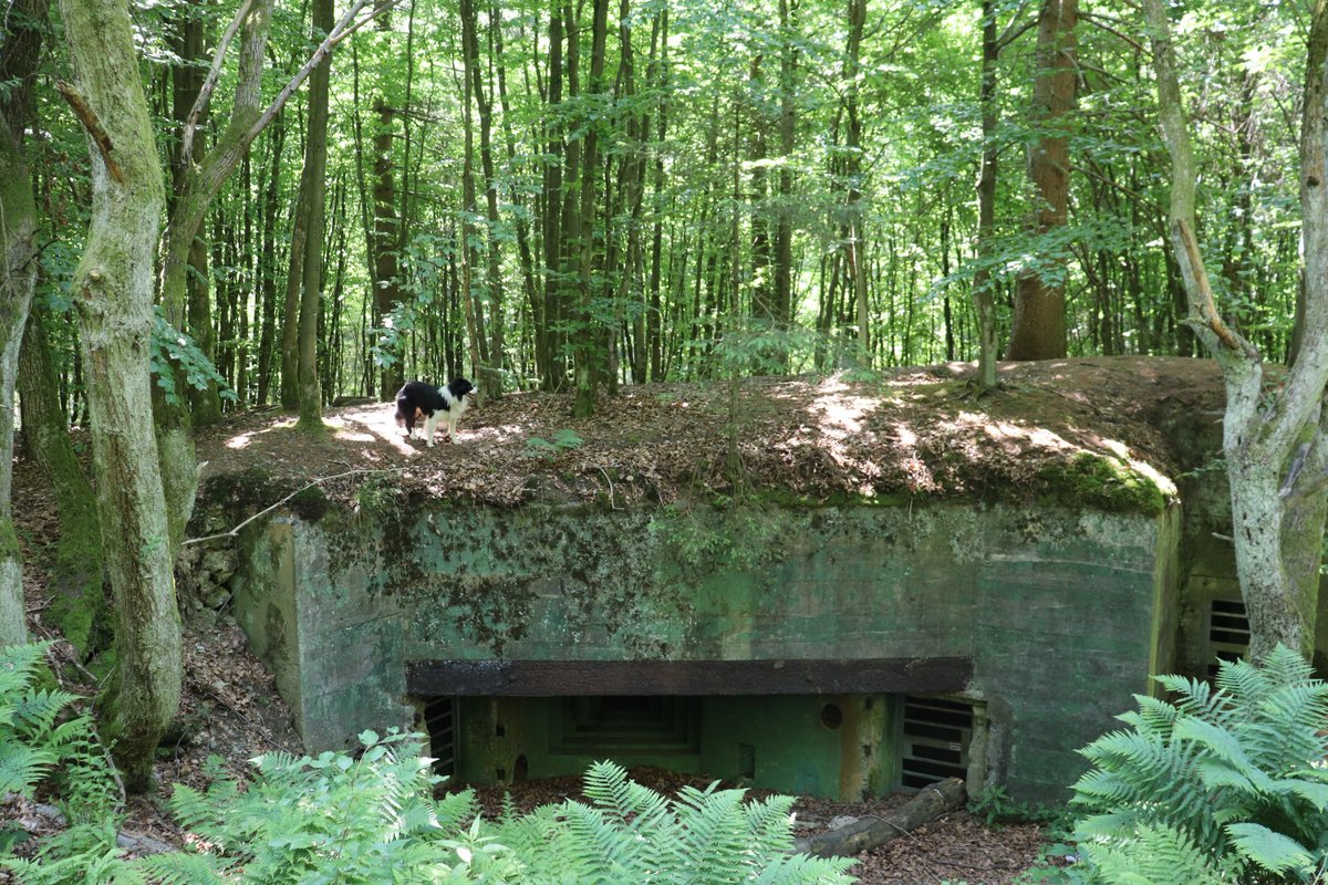 The disciple has learned from the Master ......
Yggr took over the relay baton from Collie ...   📷
( Germany , Vossenack, Hürtgenwald , Westwall Bunker 131 ).
