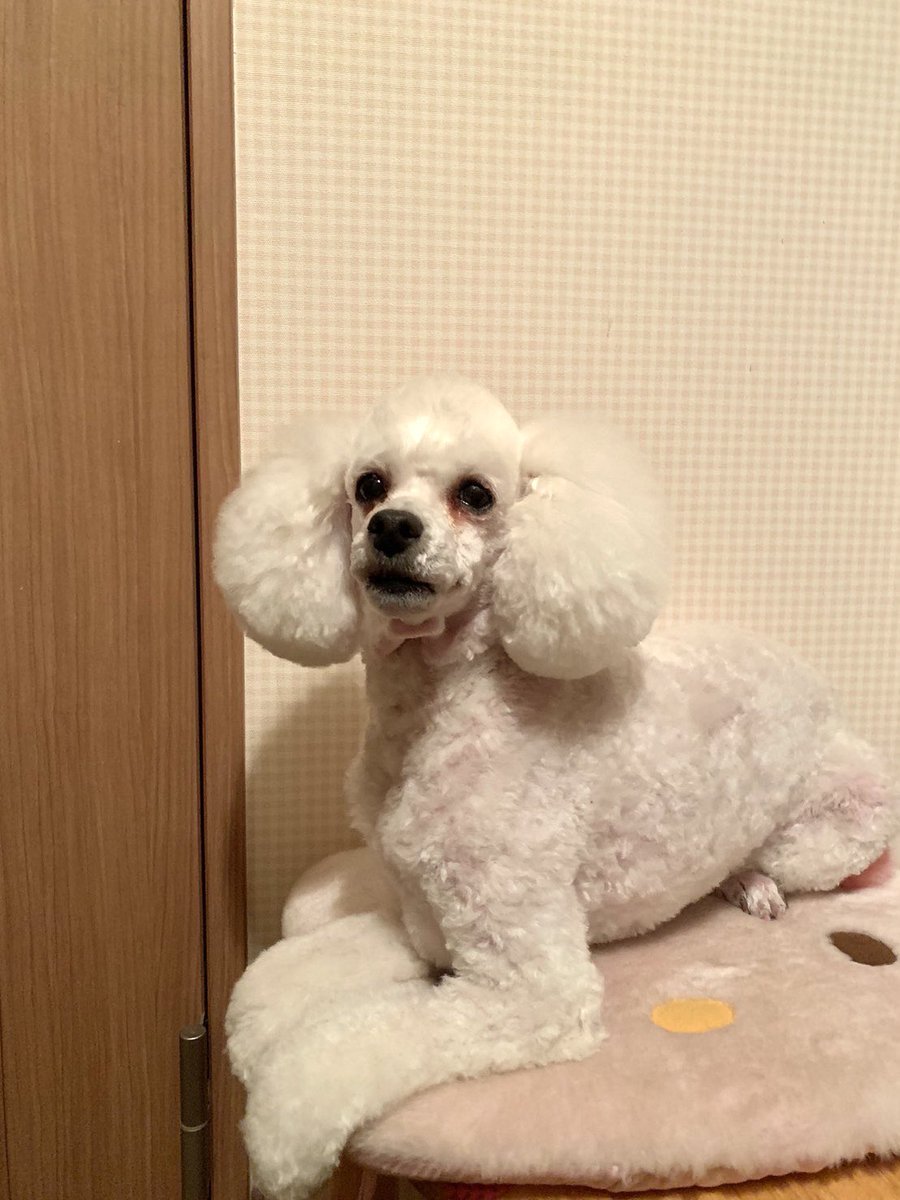 lovelystyledog's tweet photo. 日曜日の城山公園付近からの善光寺辺りをお散歩🐾
紅葉🍁が綺麗だぁ

アリスはトリミング中✂️
あれっ、、
ミルキィ撮るの忘れた💦 https://t.co/SqkXfCfBk5