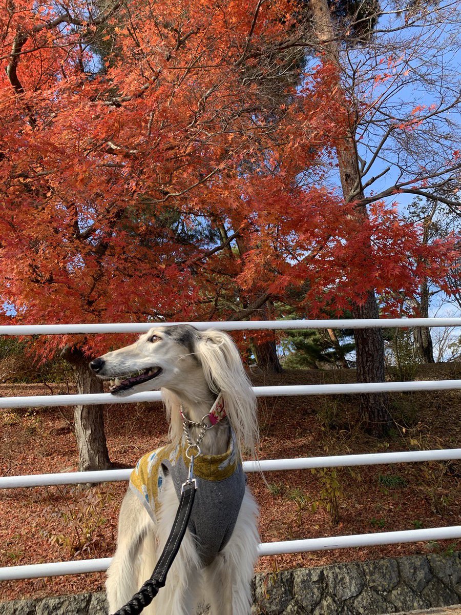 lovelystyledog's tweet photo. 日曜日の城山公園付近からの善光寺辺りをお散歩🐾
紅葉🍁が綺麗だぁ

アリスはトリミング中✂️
あれっ、、
ミルキィ撮るの忘れた💦 https://t.co/SqkXfCfBk5