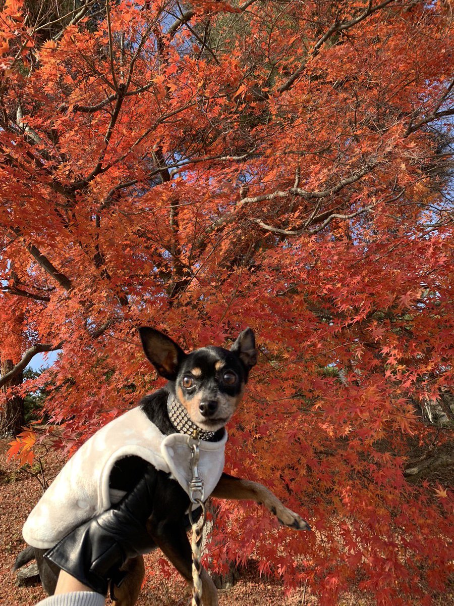lovelystyledog's tweet photo. 日曜日の城山公園付近からの善光寺辺りをお散歩🐾
紅葉🍁が綺麗だぁ

アリスはトリミング中✂️
あれっ、、
ミルキィ撮るの忘れた💦 https://t.co/SqkXfCfBk5