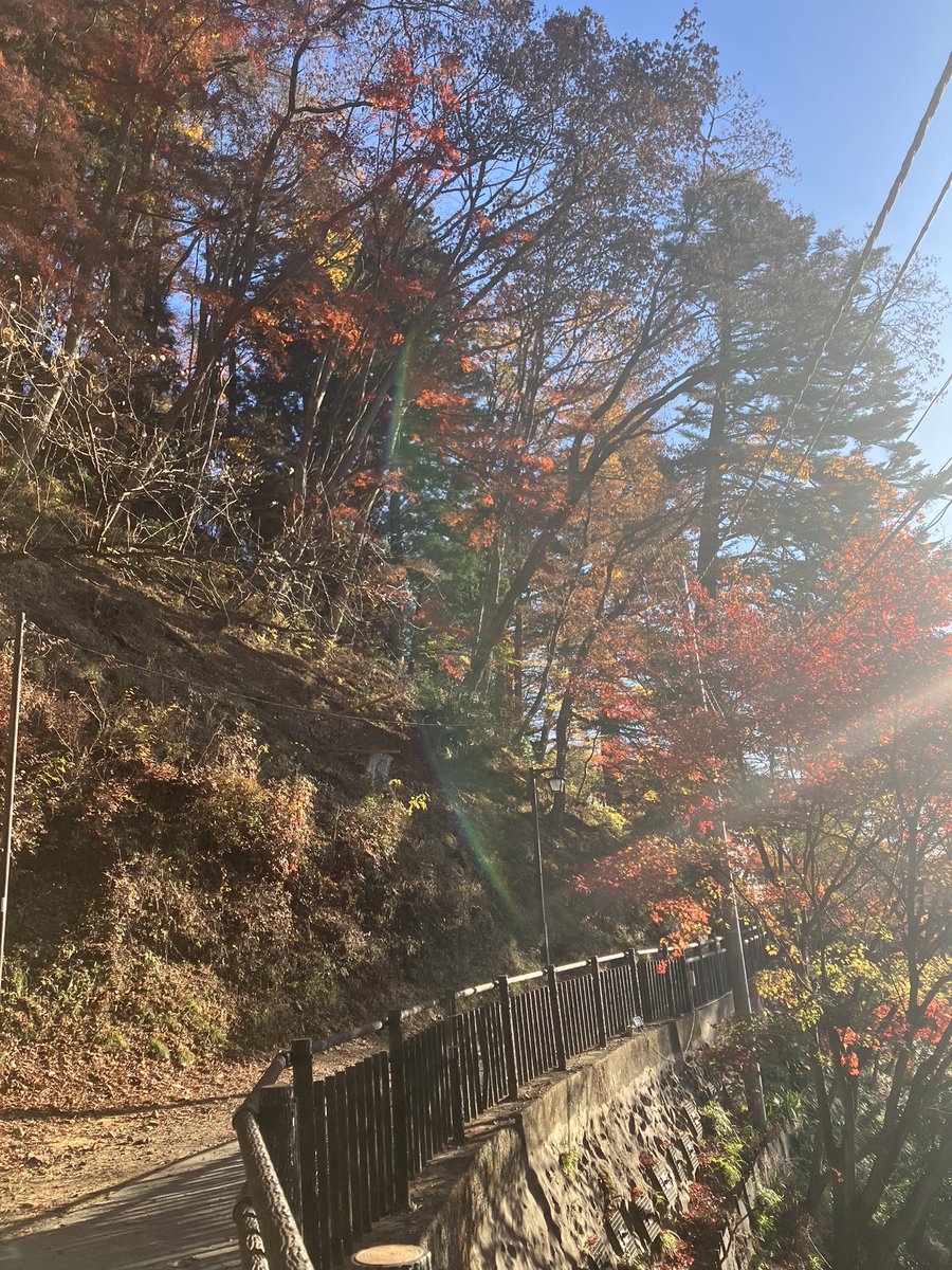mitakevc's tweet photo. 本日も朝からお日様が届き、日当たり良いところはぽかぽかと気持ちの良い御岳山です☺️
朝、ケーブル下車後に御岳山駅からビジターセンターまでの間でちょこっと紅葉狩り🍁いろんな落ち葉たちが赤や黄色の色さまざまに、足元を楽しませてくれています🤗
#御岳山
#mtmitake
#紅葉
#紅葉狩り https://t.co/RgBxN6DsQ9