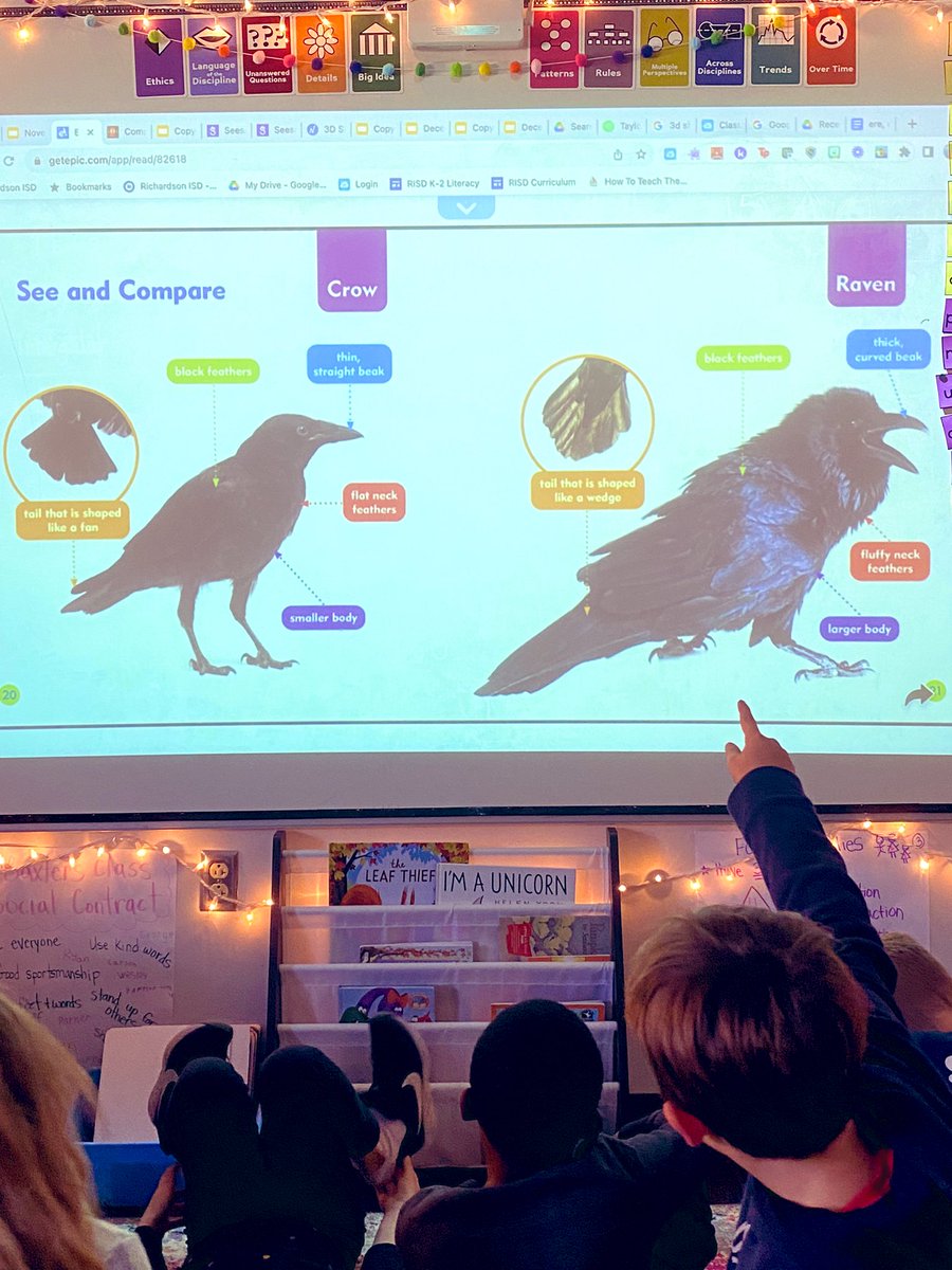 BaxtersBunch1's tweet photo. We had so much fun learning new strategies and all about crows and ravens at DWD we had to share it. Their 2 word strategy did not disappoint. They went from thinking they were creepy to being amazed! https://t.co/onZzWQFMoB