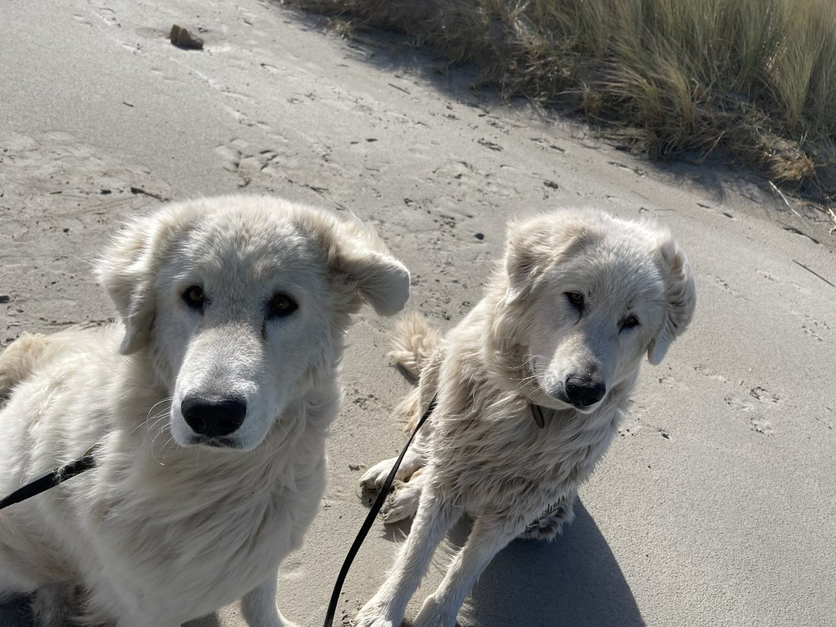 Happy 6th birthday to guardian Isola! 🥳🐧🐾