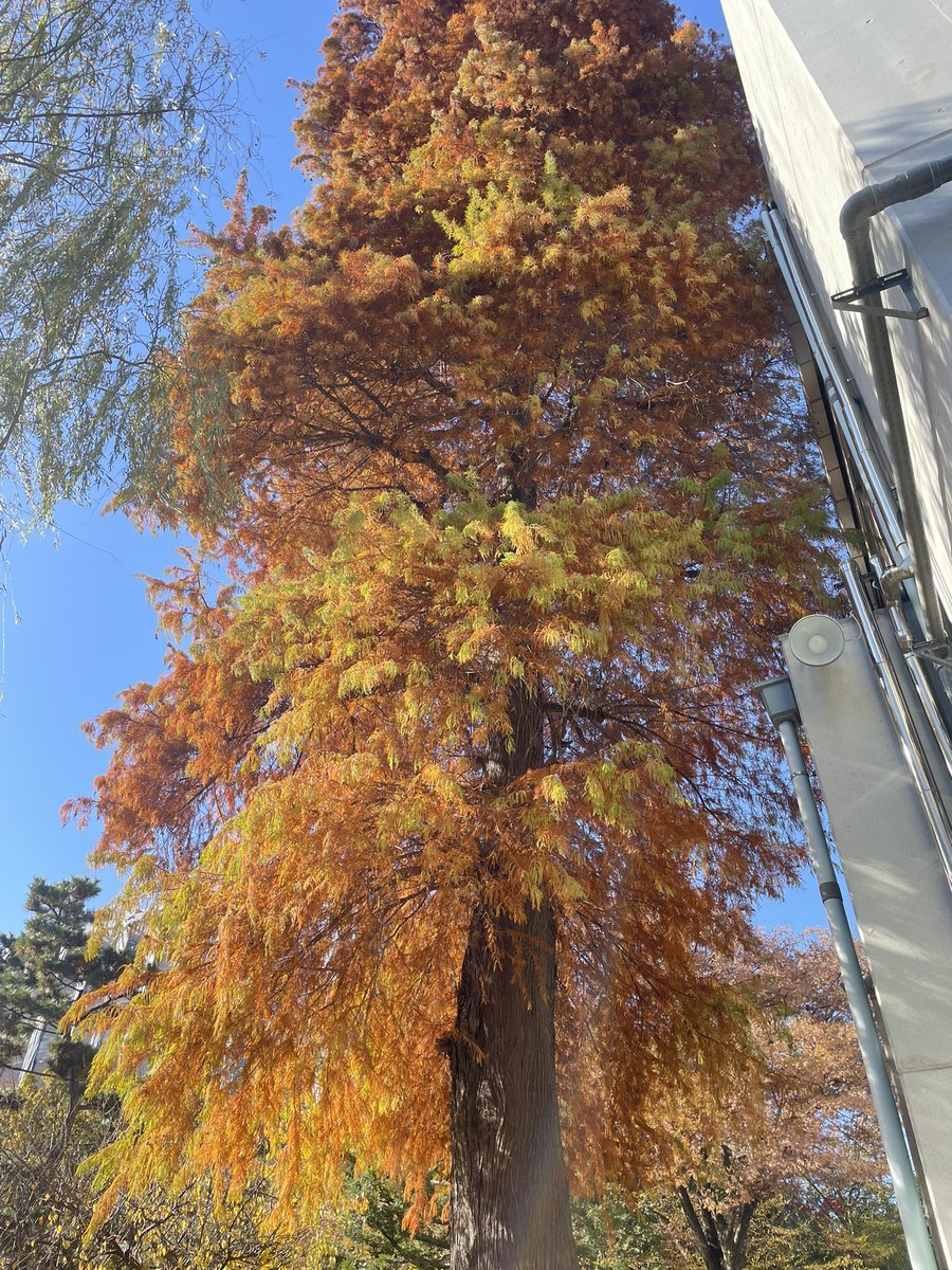 学校の木がとても綺麗だったのでパシャリ🍂
今日はちかぱんやってなくて、お腹空きながら授業うけます😢

ぽちっとけいてぃしてね☺︎↓
miscolle.com/seijo2023/prof…