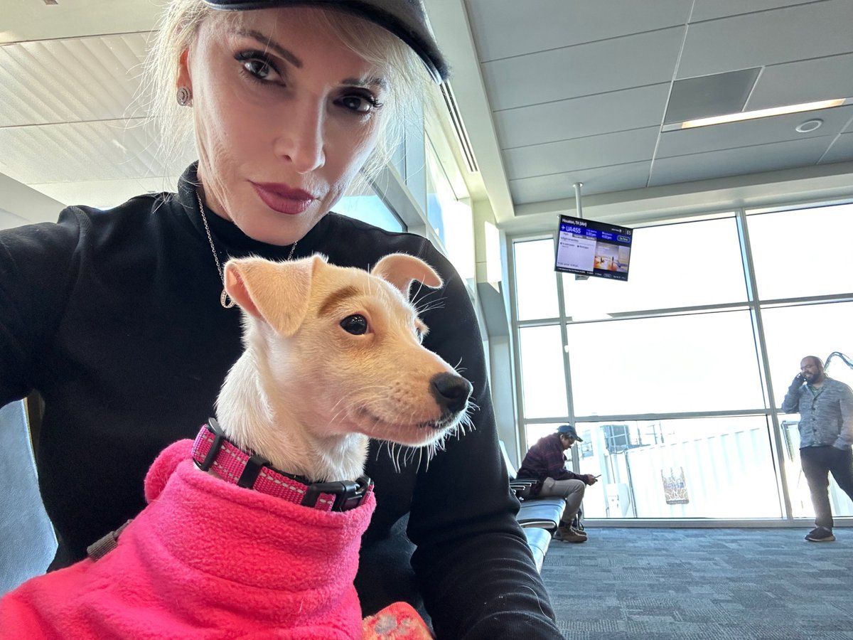 Faldo’s Weims & two ☘️Irish Jack ☘️🇺🇸🇬🇧 tweet media