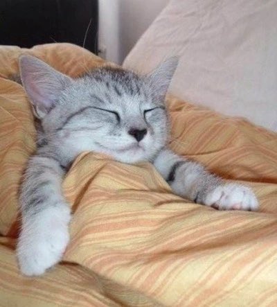 WafflesThaHek's tweet photo. Guilty of taking a little nap after gym and a good meal https://t.co/0GJ4nvhVet