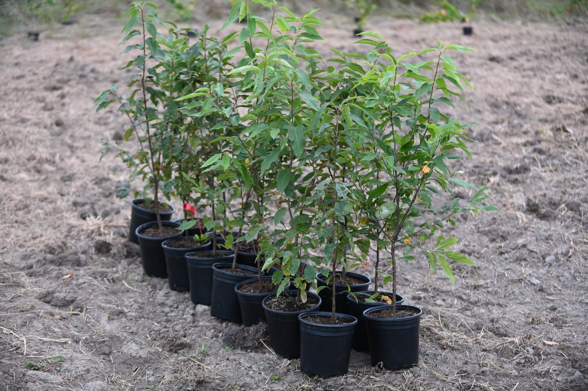 On this Giving Tuesday (or before year-end), please consider giving to an organization that works on something that inspires you and fills you with hope.  My personal pick is canadahelps.org/en/charities/f… We plant trees!