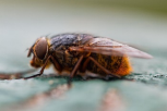 What are the key predictors of invasion success? We are seeking a 2024 PhD applicant to explore a variety of questions available in a system of endemic and differentially invasive blowflies to determine what it takes to be a successful invader.