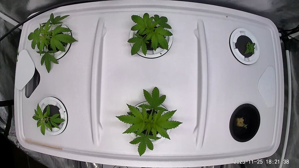 GoatGrowsWeed's tweet image. #C99 veggin over a few days. Should know #sex in about a week!

#goatgrowsfollowalong #mom #hunting #stoner #cannabis #CannabisCultivation #CannabisCommunity #stoners #currentculture #cch2o