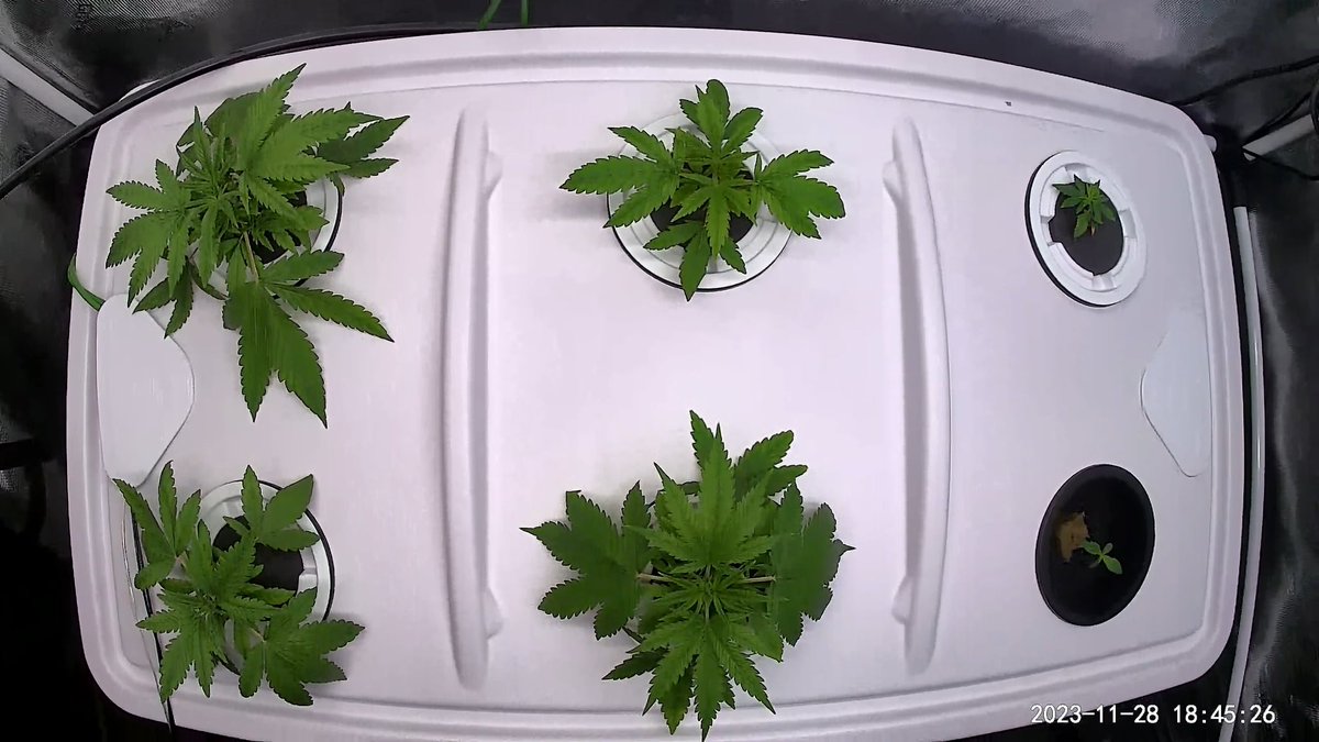 GoatGrowsWeed's tweet image. #C99 veggin over a few days. Should know #sex in about a week!

#goatgrowsfollowalong #mom #hunting #stoner #cannabis #CannabisCultivation #CannabisCommunity #stoners #currentculture #cch2o