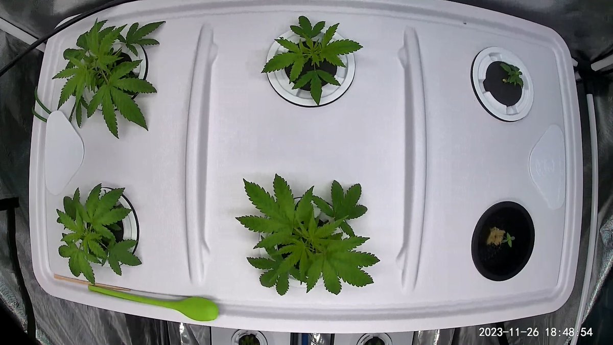 GoatGrowsWeed's tweet image. #C99 veggin over a few days. Should know #sex in about a week!

#goatgrowsfollowalong #mom #hunting #stoner #cannabis #CannabisCultivation #CannabisCommunity #stoners #currentculture #cch2o