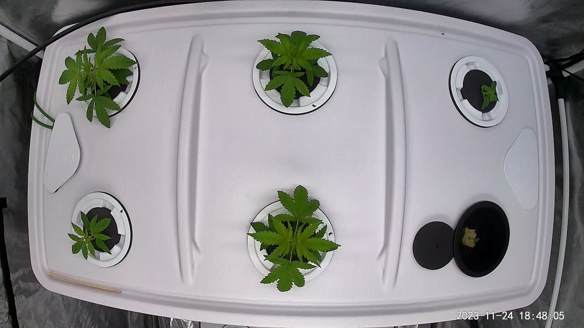 GoatGrowsWeed's tweet image. #C99 veggin over a few days. Should know #sex in about a week!

#goatgrowsfollowalong #mom #hunting #stoner #cannabis #CannabisCultivation #CannabisCommunity #stoners #currentculture #cch2o