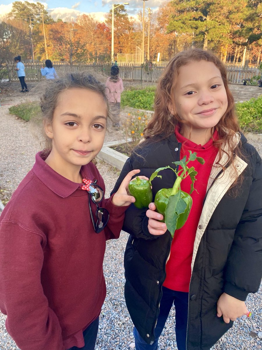 Pepper Picking in late November #EcoHeroes ♻️ ⁦@SeatackDream⁩ ⁦@vbschools⁩ 🫑🫑🫑 #CommunityGardenSeatack 🌱