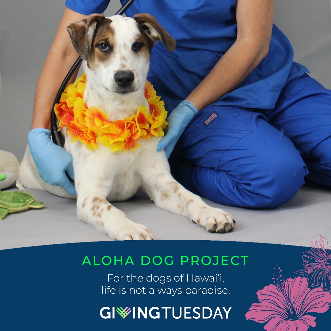 Hours left to DOUBLE your DONATION this #GivingTuesday! Save twice as many shelter animals in need, like Piko here. 🥰🐾 LEARN MORE & DONATE: berkeleyhumane.org/aloha-dogs