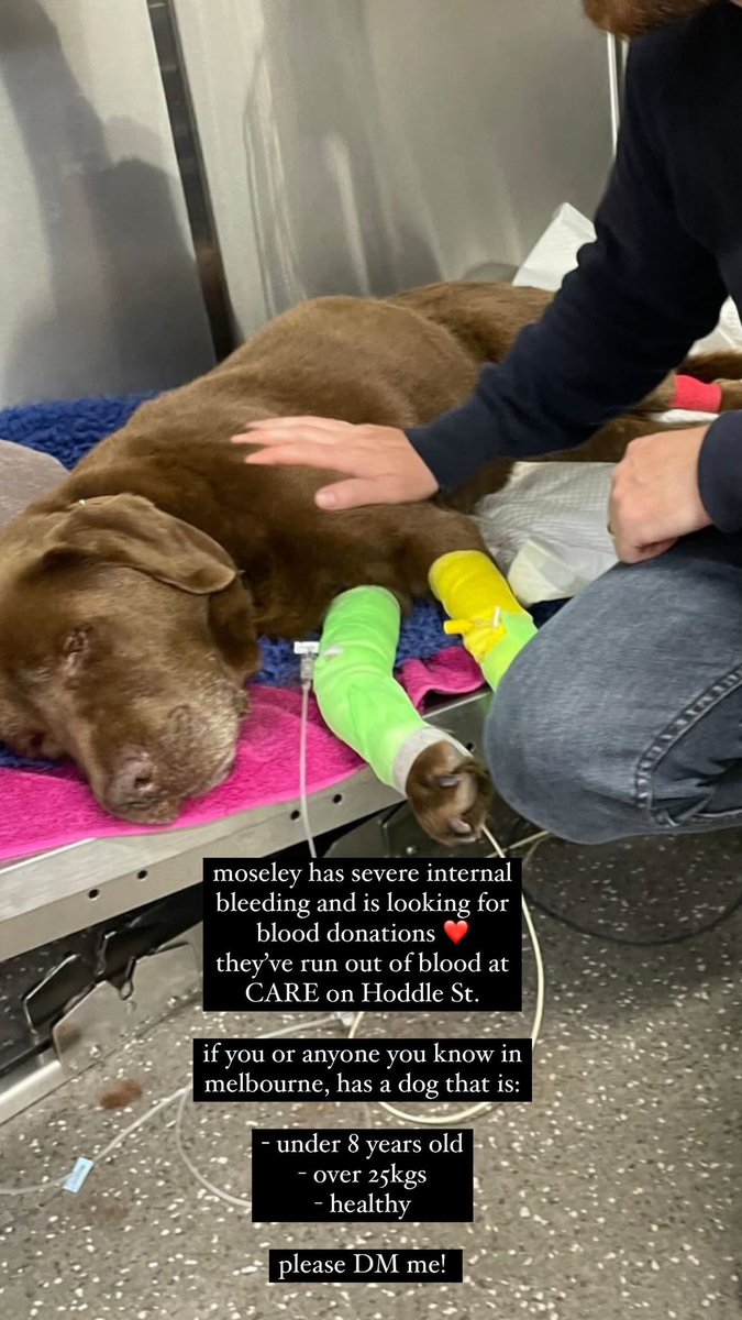 seroqueeeen's tweet photo. idk if many people will see this but moseley urgently needs blood donors in MELBOURNE 🩶 they’ve run out of blood at CARE Hoddle St and this beautiful angel boy would has severe internal bleeding. if your dog is:

- under 8 years old
- healthy 
- over 25kgs

please DM me! https://t.co/y4bKS3VxW7