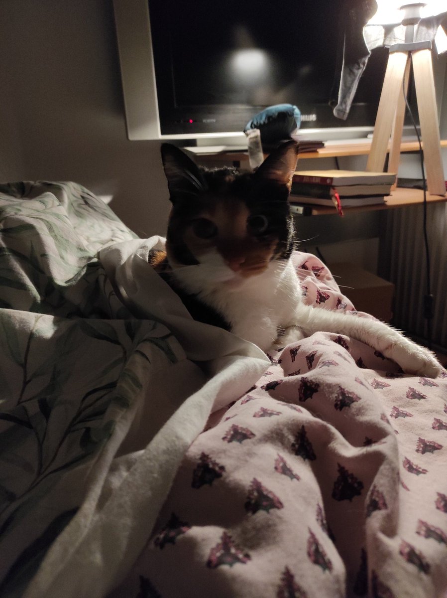PunkinDaCalico's tweet photo. Ohh helo friend.. I'm an worm an elegant laydy #CatsOfTwitter #Calico #AdoptDontShop https://t.co/jfHvQB3W07