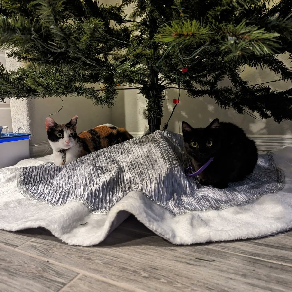 Norma & Zelda tweet media