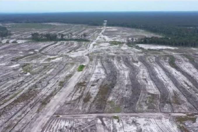 Sejak Food Estate Mangkrak, Pak Prabowo tidak pernah lagi KunKer ke Kalteng. Kami warga Kalteng berharap nanti kampanye pasangan no 2 di adakan di lahan singkong yang mangkrak tersebut.. Selamat Pagi semuanya. Ngopi udut sik...🤟