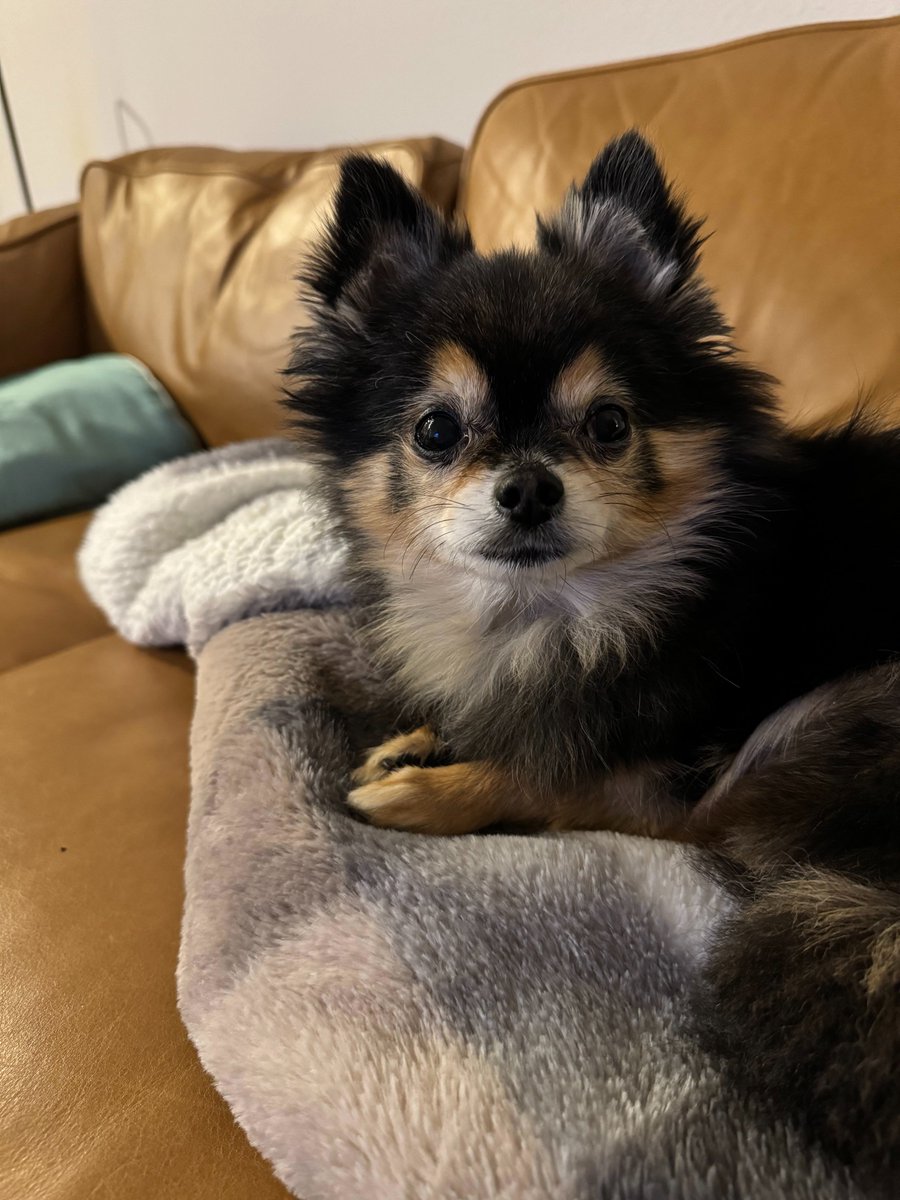 amberliu's tweet photo. JackJack appreciation post♥️ 
all hail King JackJack 🙌👑🐶