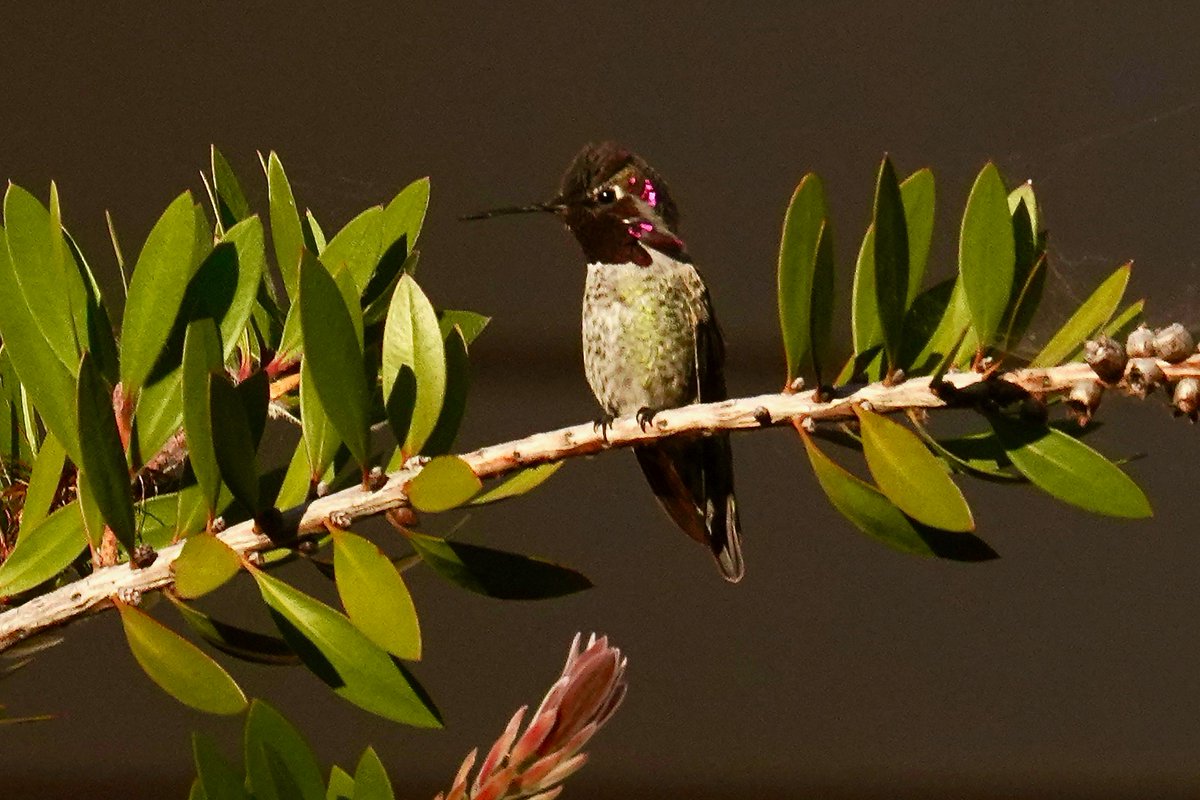 Landing spot 
#hummingbird #SanFrancisco #californiabirds #californiabirding #glenpark #birdphotography #wildlife #nature #TwitterNatureCommunity #wildlifephotography #sonyphotography #hummingbirdphotography #urbanphotography #NaturePhotography