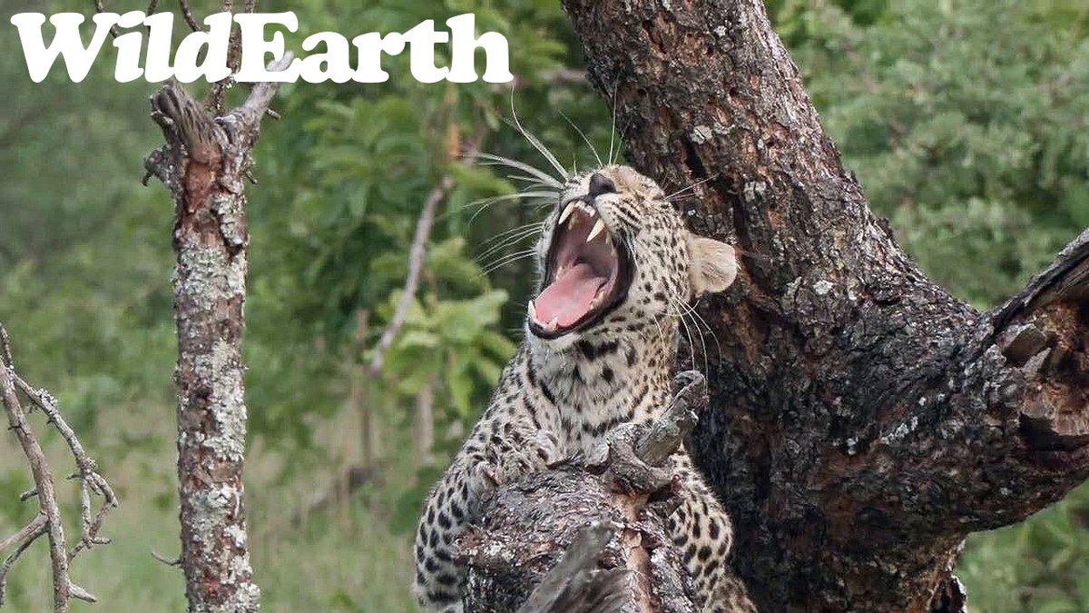 WildEarth tweet media