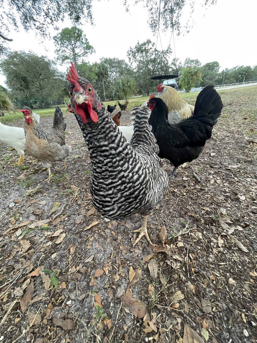 CatDB321's tweet image. Ever seen a chicken in point 5? 😂 #point5 #chickensofX #farmlife