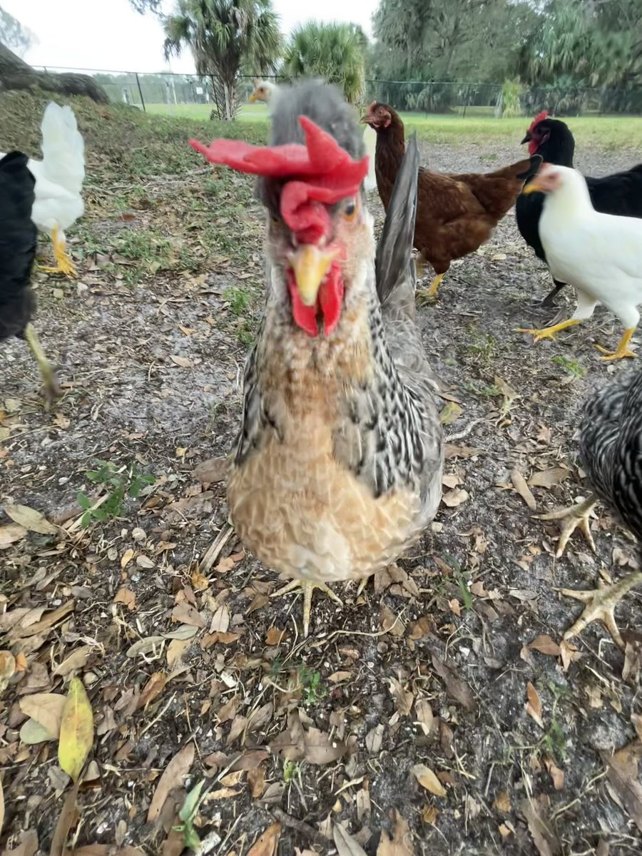 CatDB321's tweet image. Ever seen a chicken in point 5? 😂 #point5 #chickensofX #farmlife